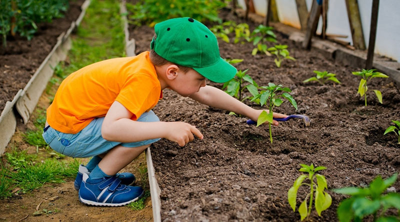 کشاورزی به کمک بسته باغبانی کودک در آپارتمان